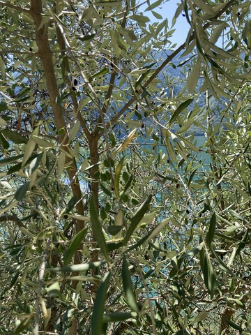 Oliviers Lugano Suisse
