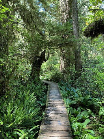 Rain Forest Tail 3 Pacific Rim Vancouver Island Canada