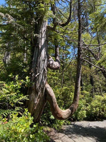Wild Pacific trail 1 Pacific Rim Vancouver Island Canada