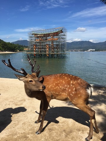 Tori flottant rouge Miyajima Japon