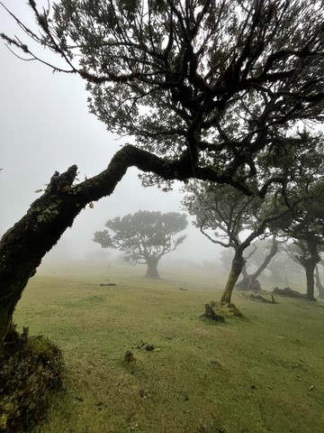 Fanal forest 1 Madère