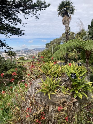 Jardin botanique 1 Funchal Madère