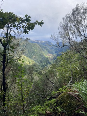 Levada do caldeirao verde 2 Madère