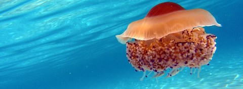 Attaque de la méduse à la reserve de vendicari Sicile