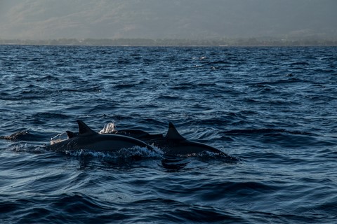Observation des dauphins Lovina Beach Bali Indonésie