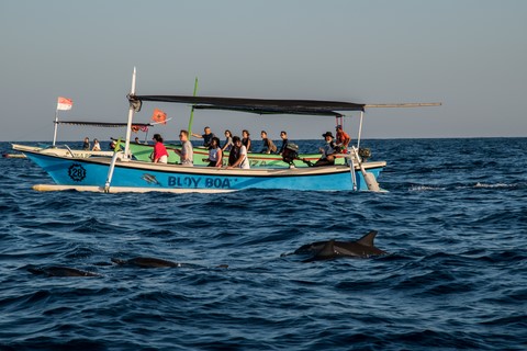 Dauphins Lovina beach Bali Indonésie