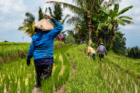 Agriculteurs Rizières en terrasse Jatiluwih Bali Indonésie