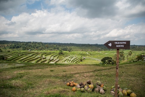 Jatiluwih Trekking Rizières en terrasse Bali Indonésie
