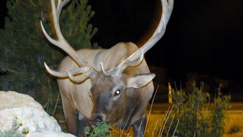 Cerf dans le parking de l'hôtel au Grand canyon