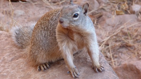 Ecureuil dans le Grand canyon
