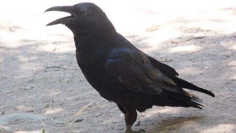 Corbeau à Indian Garden dans le grand canyon