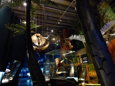 Musée te papa tongarewa wellington Nouvelle-Zélande