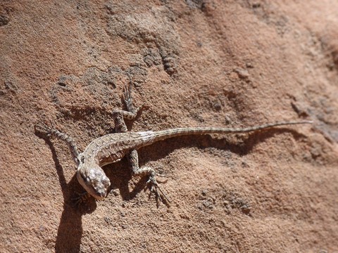 Lezard à Arches