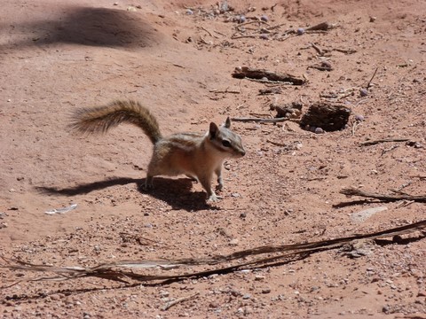 Chipmunk (Comme Alvin!) à Arches