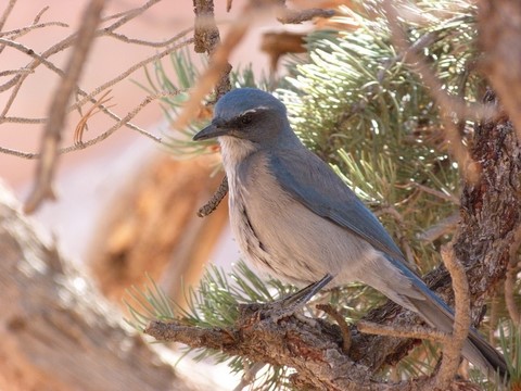 Oiseau bleu à Arches