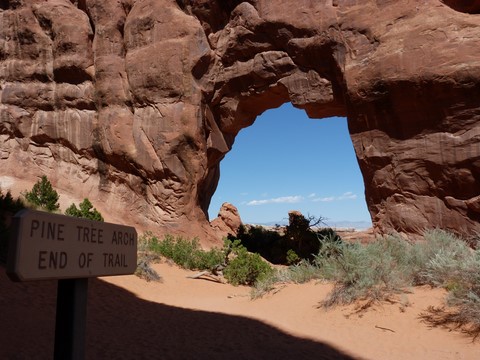 Pine tree arch Arches national park Etats-Unis