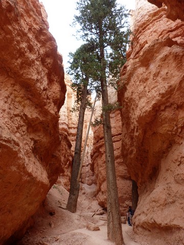 Queen's garden trail navajo loop Bryce canyon Etats-Unis