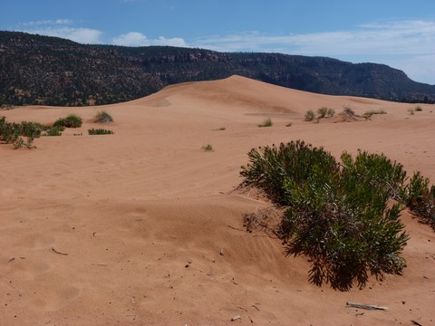 Coral pink sand dunes Etats-Unis