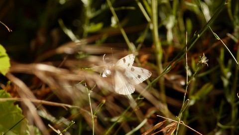Le papillon à Zion