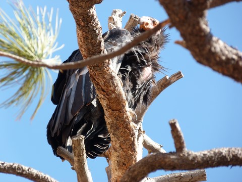 Un urubu à tête rouge à Zion Park