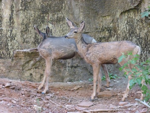 Les biches à Zion Park