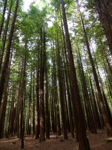 Whakarewarewa forest Nouvelle-Zélande