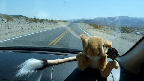 Le kangourou rats de death valley....