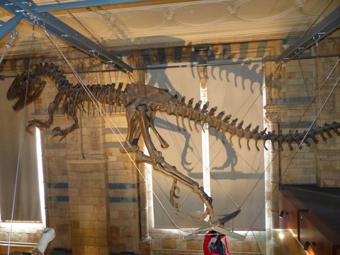 Natural History museum Londres Angleterre