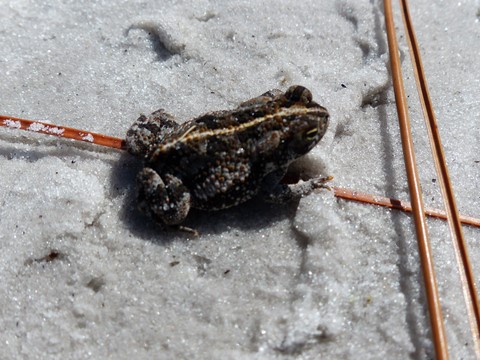 ​​Grenouille à Jonathan Dickinson