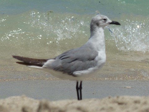 Mouette à Miami