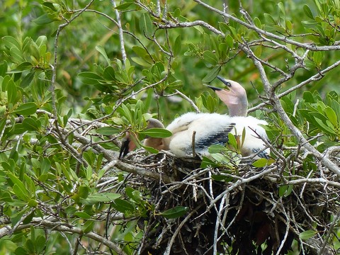 ? à Big Pine Key​