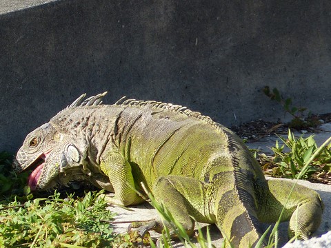 Iguane à Key West