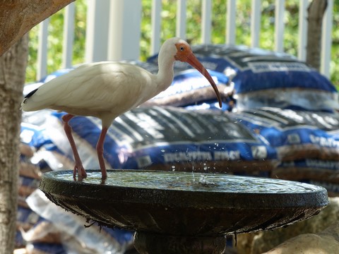 Ibis à Key Largo