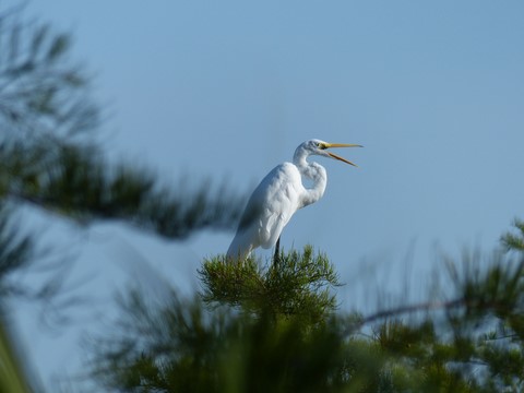Grande aigrette dans les Everglades