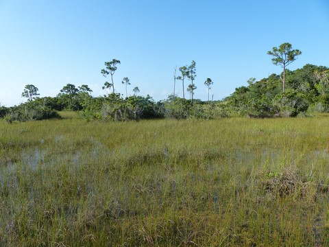 Mahogany hammock trail Les everglades Floride Etats-Unis