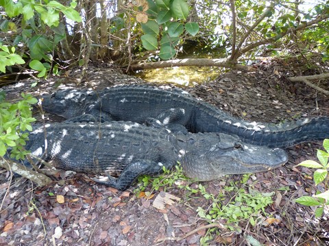 Alligators dans les Everglades