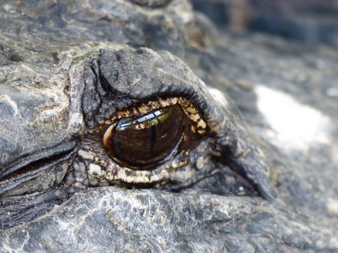 Les everglades Floride Etats-Unis