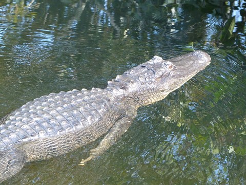 Les everglades Floride Etats-Unis