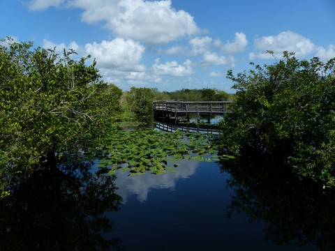 Les everglades Floride Etats-Unis