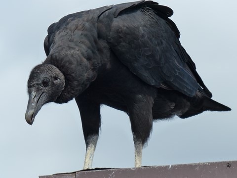 Vautour dans les Everglades