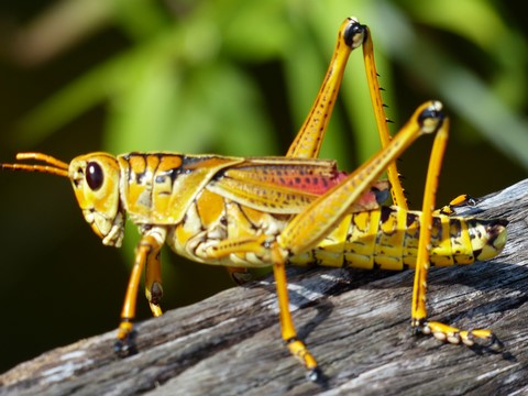 Criquet dans les Everglades
