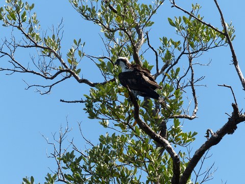 Balbuzard pêcheur dans les Everglades