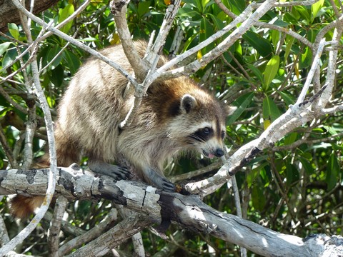 Raton Laveur dans les Everglades