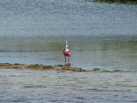Spatule Rosée à Sanibel