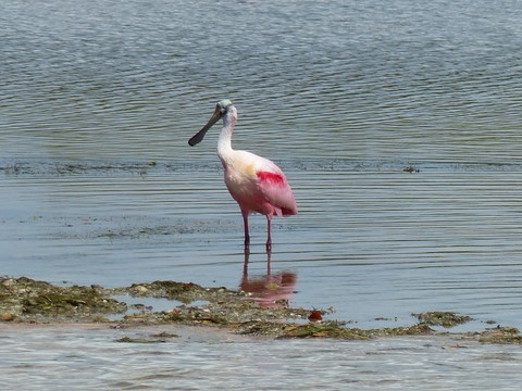 JN Dind darling Sanibel Island Floride Etats-Unis