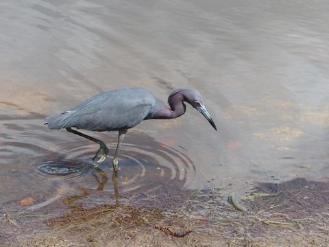 ? à Sanibel