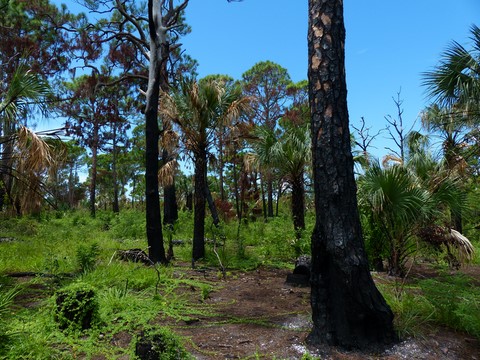 Ospray trail Honeymoon Island Floride Etats-Unis