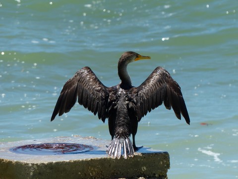 Cormoran à HoneyMoon