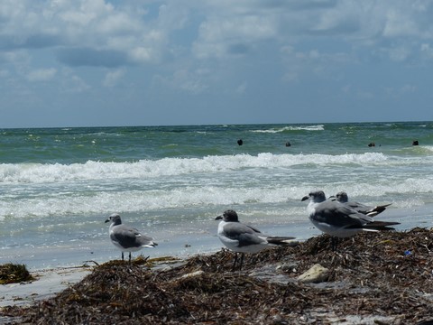 Honeymoon Island Floride Etats-Unis