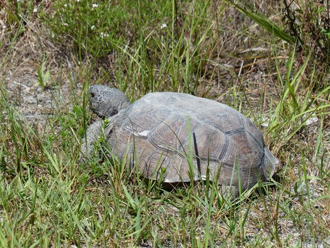 Tortue à HoneyMoon